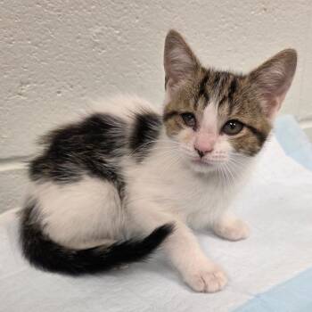 Kuzco -  Domestic Short Hair Cat for Adoption in Chattanooga, Tennessee - Kuzco | PetCurious