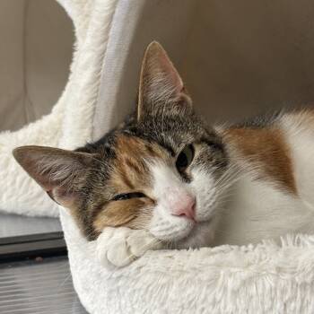 Rescue Domestic Short Hair Cats for Adoption in Kennett Square, Pennsylvania - Ruth Ann | PetCurious