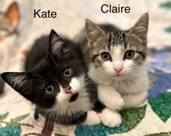 Kate and Claire -  Domestic Short Hair and Tabby Cat for Adoption in Wyandotte, Michigan - Kate And Claire | PetCurious