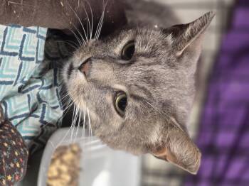 KITKAT -  Domestic Short Hair Cat for Adoption - KITKAT | PetCurious