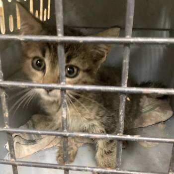 (Butcher) (Kennedy ave) -  Domestic Short Hair Cat for Adoption in Pine Bluff, Arkansas - (Butcher) (Kennedy Ave) | PetCurious
