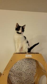 Rescue Domestic Long Hair Cats for Adoption in Ogden, Utah - Melody | PetCurious