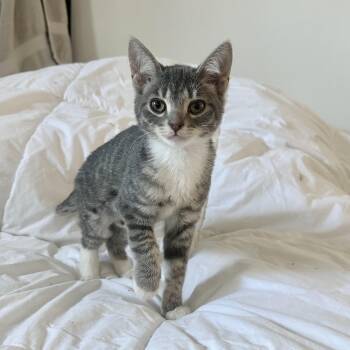 Jolene -  Domestic Short Hair Cat for Adoption in Richmond, Virginia - Jolene | PetCurious