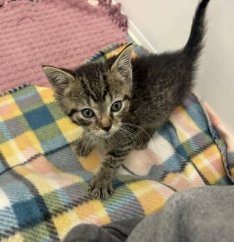 (S) Matt Donovan -  Domestic Short Hair Cat for Adoption in Portland, Indiana - (S) Matt Donovan | PetCurious