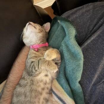 Nugget/Cindy -polydactyl -  Extra Toes Cat Hemingway Polydactyl and Domestic Short Hair Cat for Adoption in Carmel, Indiana - Nugget/Cindy -polydactyl | PetCurious