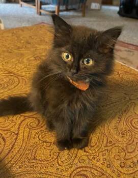 Domestic Medium Hair Cats Available for Adoption in Battle Creek, Michigan - Coal | PetCurious