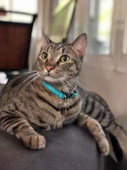 Rescue American Shorthair and Tabby Cats for Adoption in Hillsboro, Oregon - ELVIS #1750 - Offered By Owner- Sweet Senior | PetCurious