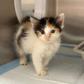 Sardine -  Domestic Medium Hair Cat for Adoption in Spring Hill, Kansas - Sardine | PetCurious