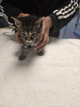 Domestic Short Hair Cats Available for Adoption in Detroit, Michigan - Franklin | PetCurious