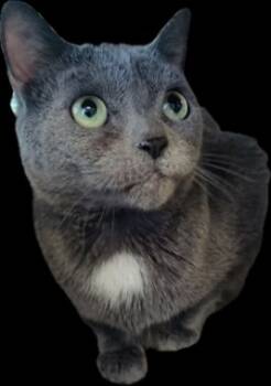 Rescue Domestic Short Hair Cats for Adoption in Seneca, South Carolina - Sheldon Fee Waived To Be Adopted With Leondard | PetCurious