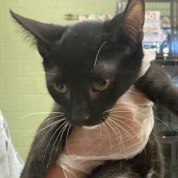 Silkie -  Domestic Short Hair Cat for Adoption in New York, New York - Silkie | PetCurious