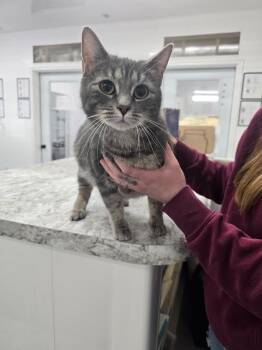 Ivy -  Domestic Short Hair Cat for Adoption in Glenfield, New York - Ivy | PetCurious