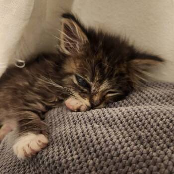 Domestic Short Hair Cats Available for Adoption - Snooki | PetCurious