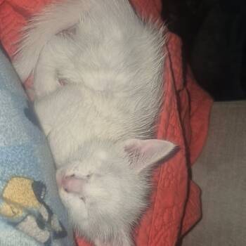 Rescue Domestic Short Hair Cats for Adoption in Beaumont, Texas - Ozzy, Snowball | PetCurious