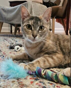 Rescue Tabby and Domestic Short Hair Cats for Adoption in Magnolia Springs, Alabama - Pongo | PetCurious