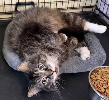 Pendragon -  Domestic Long Hair Cat Available for Adoption in Syracuse, New York - Pendragon | PetCurious