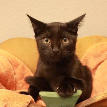 Green Bean -  Domestic Short Hair Cat for Adoption in Columbiana, Alabama - Green Bean | PetCurious