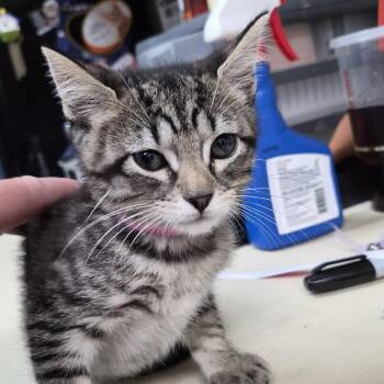 Pudding -  Domestic Short Hair Cat for Adoption in Ardmore, Oklahoma - Pudding | PetCurious