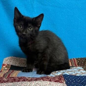 Empress Sisi -  Domestic Short Hair Cat for Adoption in Waterloo, Iowa - Empress Sisi | PetCurious