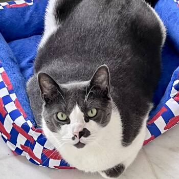 Asher -  Domestic Short Hair Cat for Adoption in Bethel, Connecticut - Asher | PetCurious