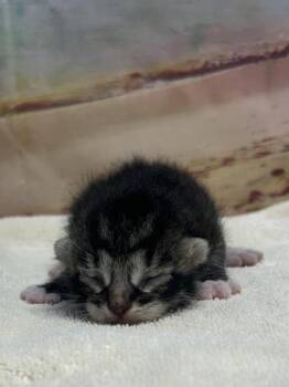 Buckwheat -  Domestic Short Hair Cat for Adoption in San Antonio, Texas - Buckwheat | PetCurious