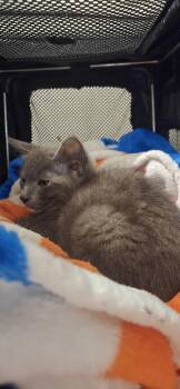 Zoë -  Domestic Short Hair Cat for Adoption in Greenbelt, Maryland - Zoë | PetCurious