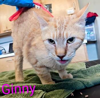 Ginny -  Domestic Short Hair Cat for Adoption in Mena, Arkansas - Ginny | PetCurious