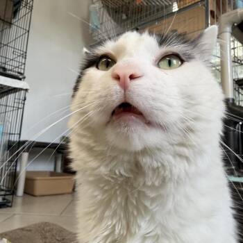 Ping Pong- looking for a foster -  Domestic Medium Hair Cat for Adoption in Manchester, New Hampshire - Ping Pong- Looking For A Foster | PetCurious