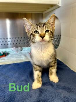 Bud -  Domestic Short Hair Cat for Adoption in West Union, Ohio - Bud | PetCurious