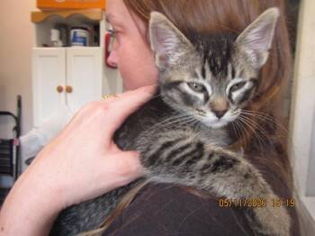 Domestic Short Hair Cats Available for Adoption in Santa Rosa, California - HANK | PetCurious