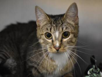 Kitty -  Domestic Short Hair Cat for Adoption in Portland, Oregon - Kitty | PetCurious