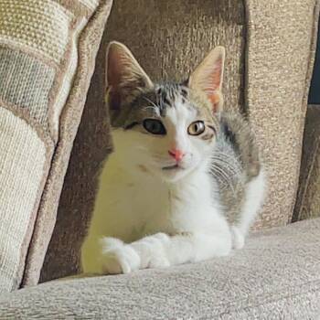 Raggedy Ann -  Tabby and Domestic Short Hair Cat for Adoption in Lombard, Illinois - Raggedy Ann | PetCurious