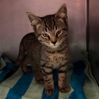 Charles -  Domestic Short Hair Cat for Adoption in Nashville, Tennessee - Charles | PetCurious