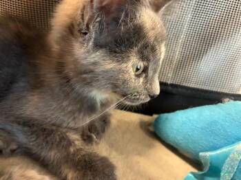 Domestic Short Hair Cats Available for Adoption in Palmetto, Florida - A136412 | PetCurious