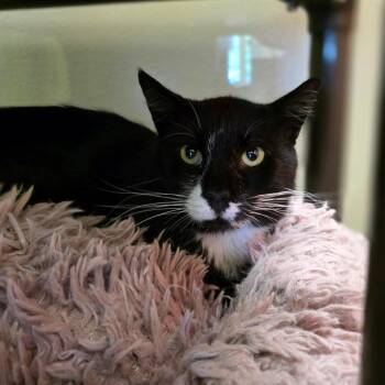 Teddy -  Domestic Short Hair Cat for Adoption in Oshkosh, Wisconsin - Teddy | PetCurious