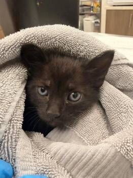 Domestic Short Hair Cats Available for Adoption in Baytown, Texas - REESES | PetCurious