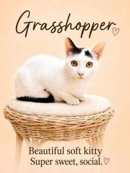 Grasshopper (FCID# 05/26/2026-126) Willow Grove PS -  Domestic Short Hair Cat for Adoption in Greenville, Delaware - Grasshopper (FCID# 05/26/2026-126) Willow Grove PS | PetCurious