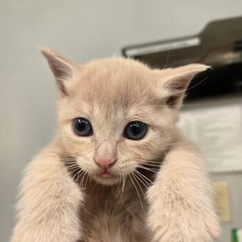July -  Domestic Short Hair Cat for Adoption in San Jacinto, California - July | PetCurious