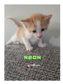 Elemental Litter:  Neon -  Domestic Short Hair Cat for Adoption in Council Bluffs, Iowa - Elemental Litter:  Neon | PetCurious