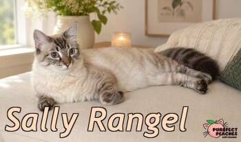 Sally Rangel “Yetti” -  Ragdoll and Siamese Cat for Adoption in Douglasville, Georgia - Sally Rangel “Yetti” | PetCurious