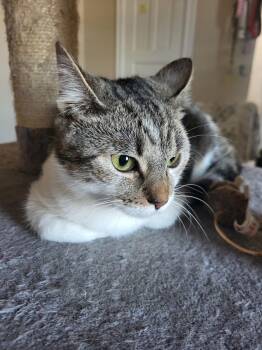 Rescue Domestic Short Hair and Tabby Cats for Adoption in Allentown, Pennsylvania - Chitlin | PetCurious