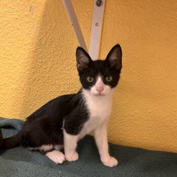 A$AP Walter -  Domestic Short Hair Cat for Adoption in Fresno, California - A$AP Walter | PetCurious