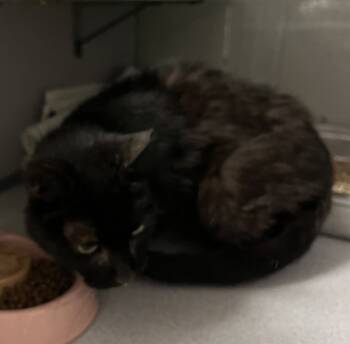 Rescue Domestic Short Hair Cats for Adoption in Salt Lake City, Utah - *Fern* | PetCurious