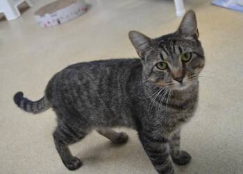 Lemon -  Domestic Short Hair Cat for Adoption in Westbrook, Connecticut - Lemon | PetCurious