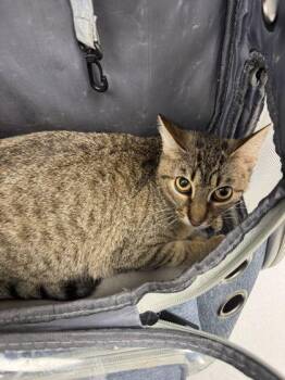 Rosie the Riveter -  Domestic Short Hair Cat for Adoption in Kansas City, Missouri - Rosie The Riveter | PetCurious