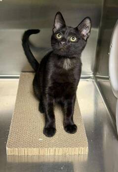 Rescue Domestic Short Hair Cats for Adoption in Stratford, Connecticut - Angel | PetCurious