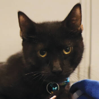 Rescue Domestic Short Hair Cats for Adoption in Port Washington, New York - Barn | PetCurious