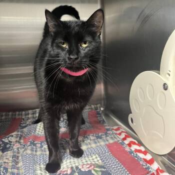 Domestic Short Hair Cats Available for Adoption in Lakeland, Florida - Wednesday | PetCurious