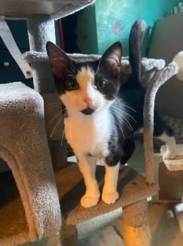 Mini (Mickey) -  Domestic Short Hair Cat for Adoption in Carnegie, Pennsylvania - Mini (Mickey) | PetCurious