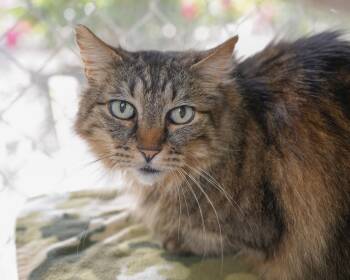 Poe -  Domestic Medium Hair Cat for Adoption in Boise, Idaho - Poe | PetCurious